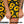 Shorts | Sunflower